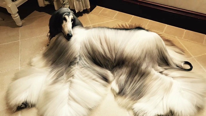 Battle je podľa Kevina najkrajším psom na svete. 