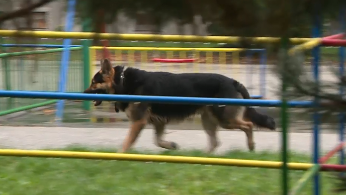 Nemecký ovčiak, ktorý útočil na ľudí 