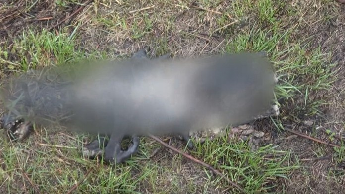 zbran vylovil_tvnoviny.mp4