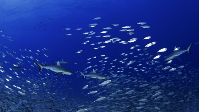 Postrach oceánov nie je úplne nemý, ako sa traduje. Zvuk, ktorý vydáva, znie povedome