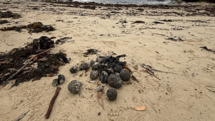 More na pláži v Sydney vyplavilo na pobrežie stovky čiernych dechtových gúľ.