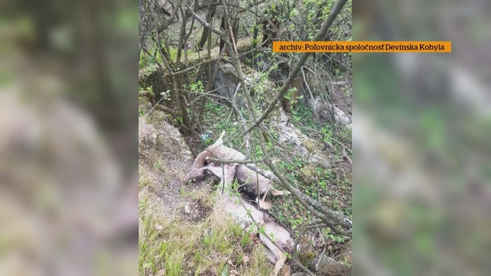 Mrtve zvery korona.transfer_tvnoviny.mp4