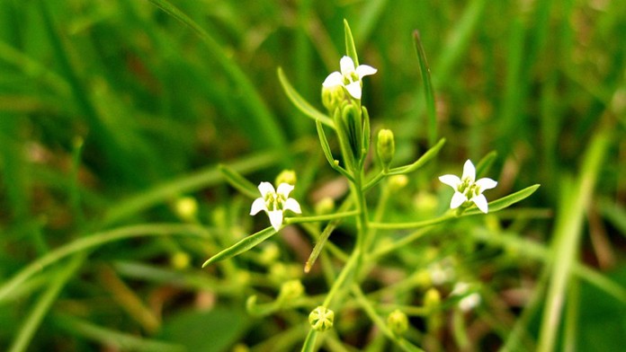 Ľanolistník bezlistencový (Thesium ebracteatum)