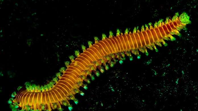 Pri pobreží Jadranu sa šíria jedovaté ohnivé červy. Ich bodnutie môže spôsobiť zápal