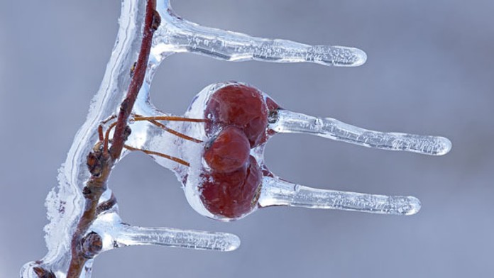 ceresne, konar, mraz, jar