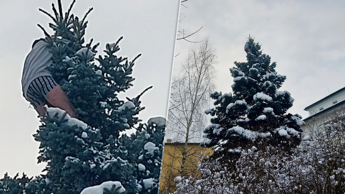 Muž vyliezol na strom.