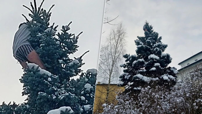 Muž vyliezol na strom.