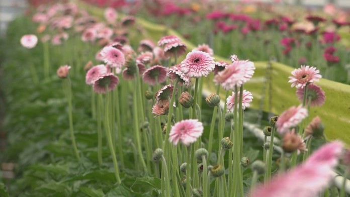 Horúcim prameňom vykurujú v lete skleníky.
