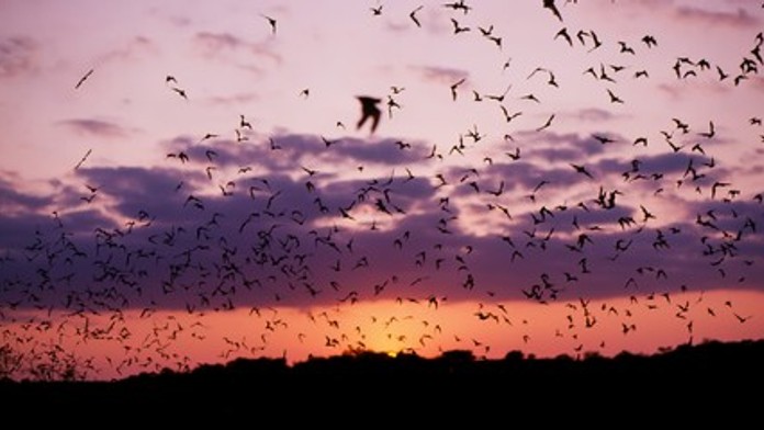 Radar v Texase zachytil nezvyčajný úkaz: Milióny netopierov vytvorili na oblohe kruhové obrazce