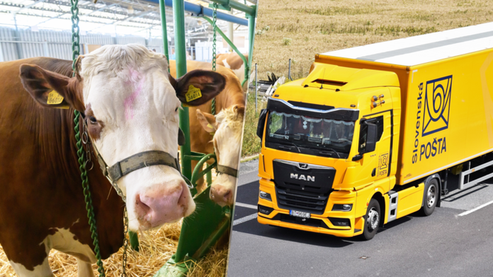 Slovenská pošta reaguje na slintačku a krívačku