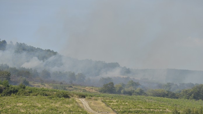 Požiar lesného porastu a vinohradov v bratislavskej Rači.