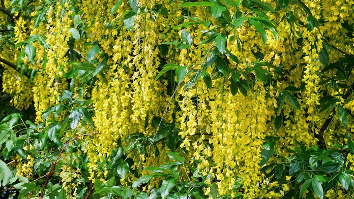 Skončili v nemocnici. Pätnásť detí sa v Nemecku otrávilo jedovatou rastlinou