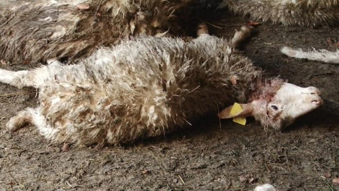 17 SN Ovci masaker DEMO.transfer2web_jpg_bez_watermarku_1.jpg