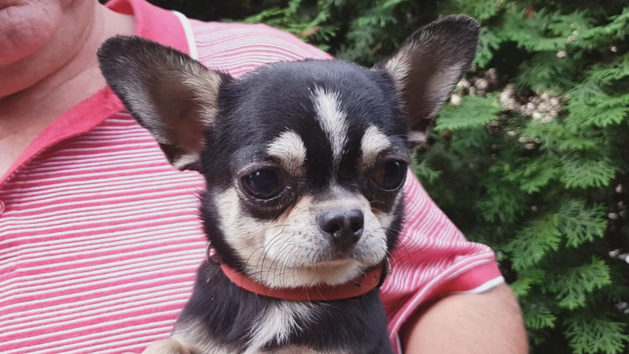 Čivava našla bombu v lese