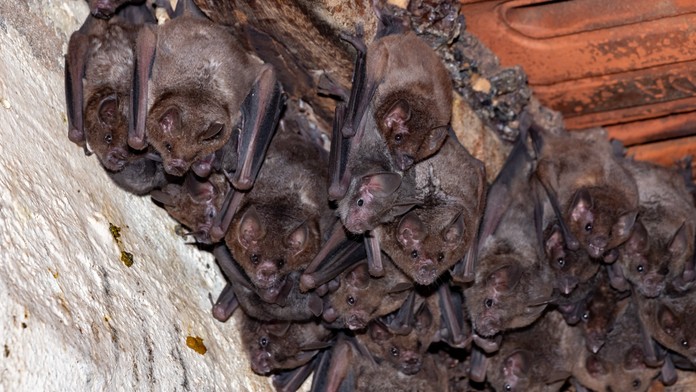 Z prenajatej nehnuteľnosti dom hrôzy. Ženy počas pobytu vydesil nočný nájazd netopierov