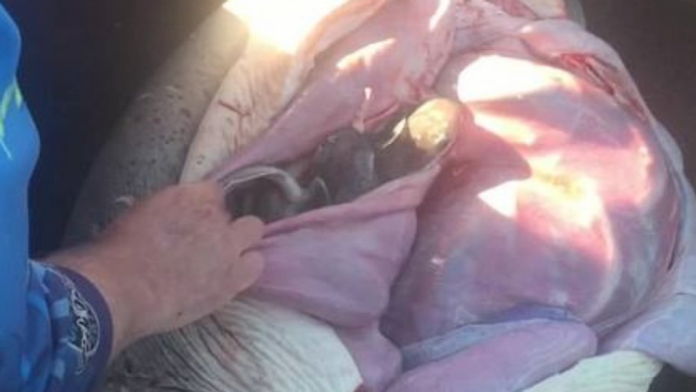 Cisárskym rezom zachránil rybár takmer sto mláďat žraloka