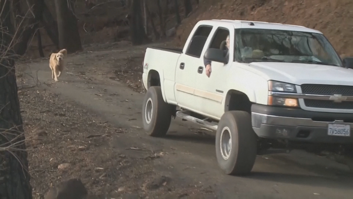 Pes prežil ohnivé peklo v Kalifornii