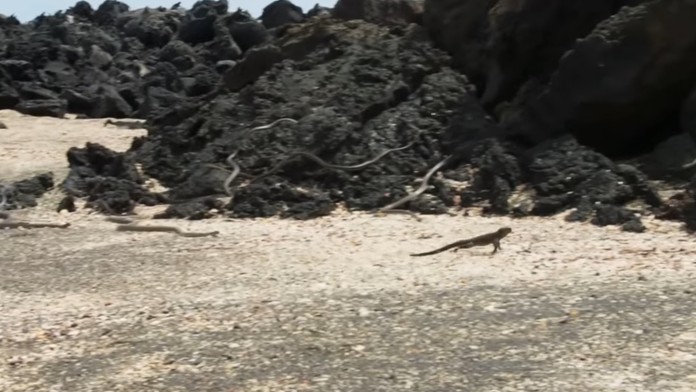 Leguán uniká pred hadmi.