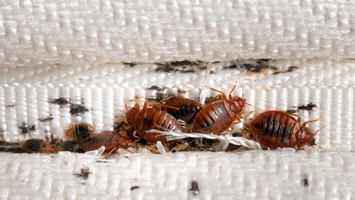 Chystáte sa do Talianska? Dajte si pozor na toto mesto, množia sa v ňom parazity