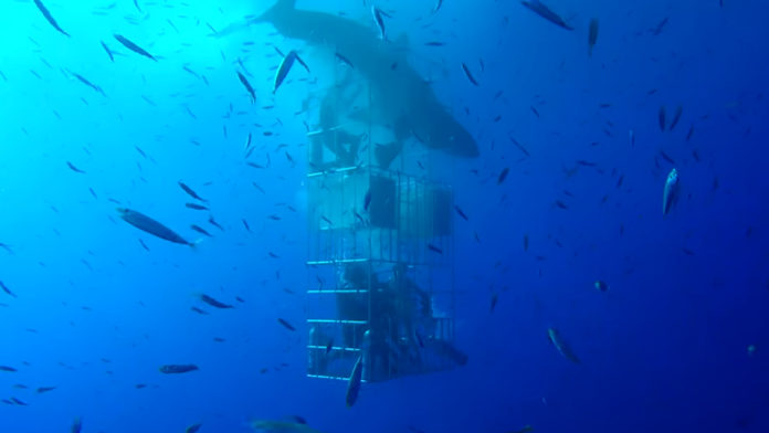 Žralok sa dostal do klietky