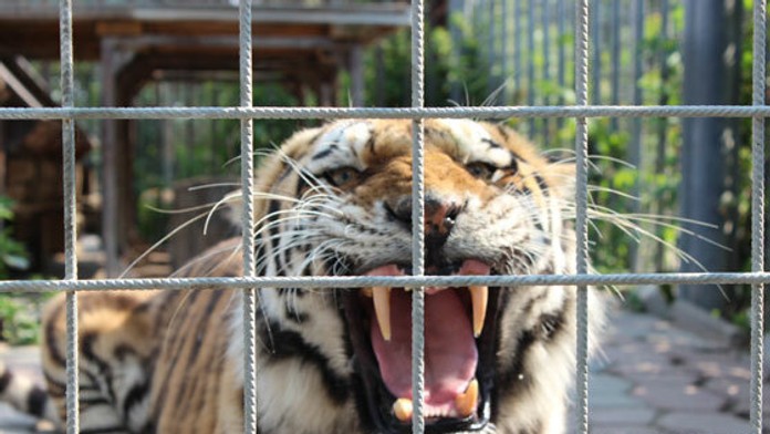 Vo štvorici po Slovensku s tigrom