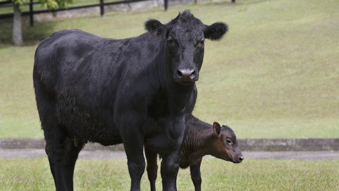 Tenistka Nadia Podoroská oslavuje triumf vo štvrťfinále Roland Garros 2020.