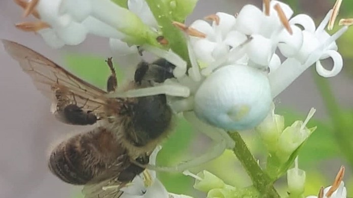 Kvetárik dvojtvarý ulovil včelu.