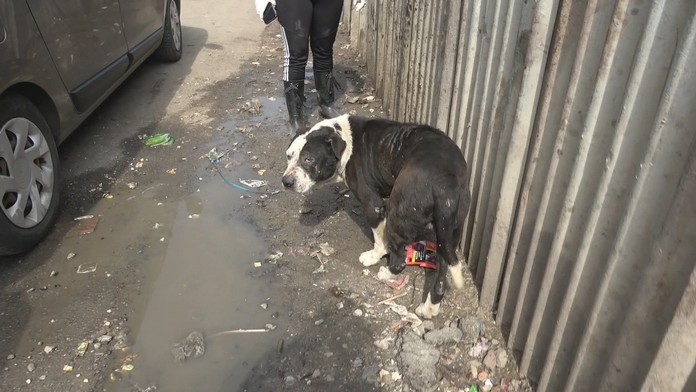 Týraný pes v osade