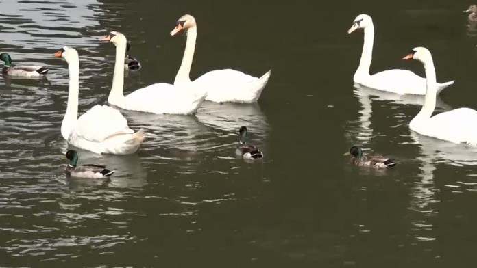 Slováci kŕmia vtáctvo na jazerách. Spôsobujú tým viac škody ako osohu