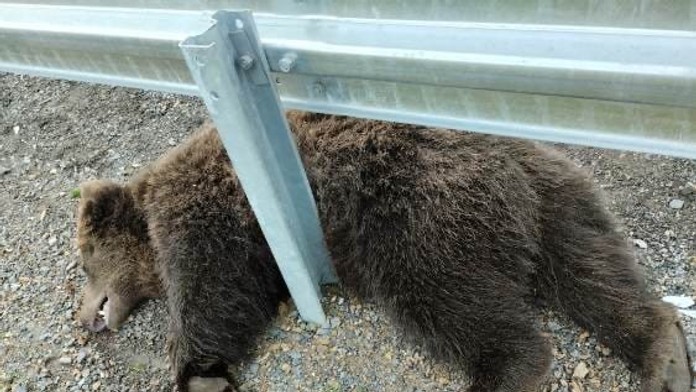 Mal 160 kíl a asi 12 rokov. Neďaleko Hýb pod kolesami auta zahynul ďalší medveď