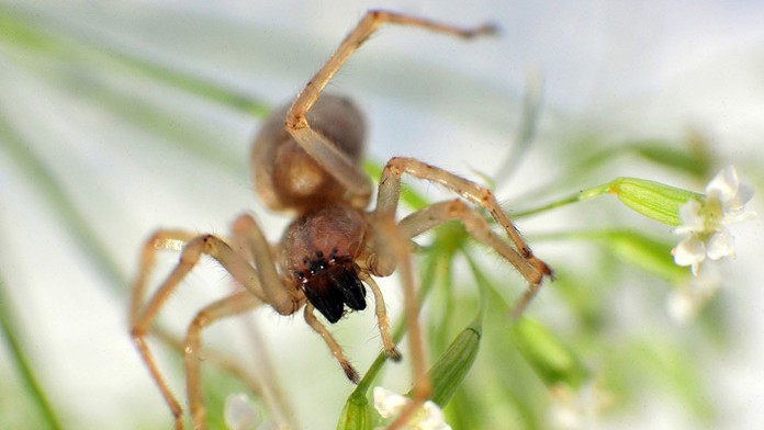 Odvážne ženy z Judey