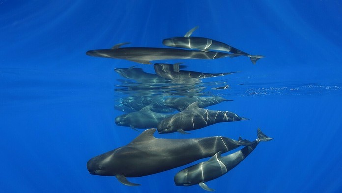 Víťazná snímka v kategórii Wide Angle s názvom Rodina.