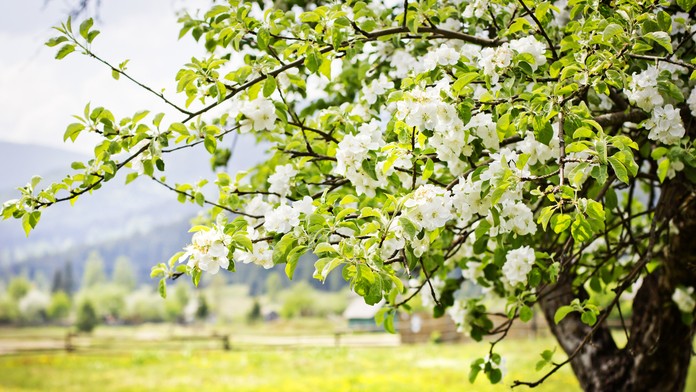 Slnečná jar- ilustračná snímka.