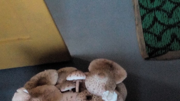 Košík plný bedlí