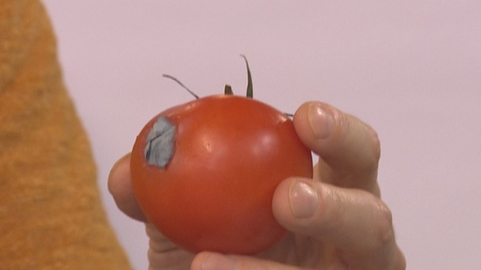Takúto paradajku by sme nemali jesť.