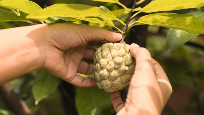 Cherimoya. 