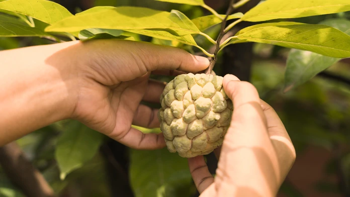 Cherimoya. 