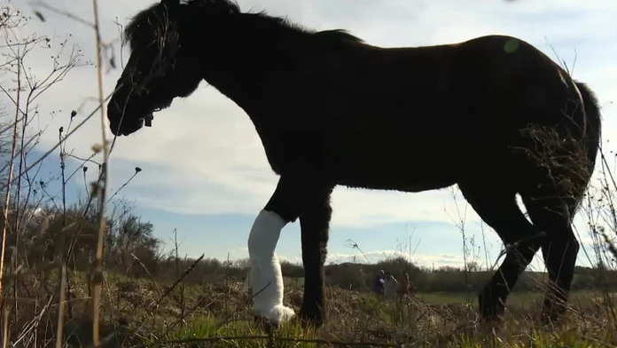 konik.jpg