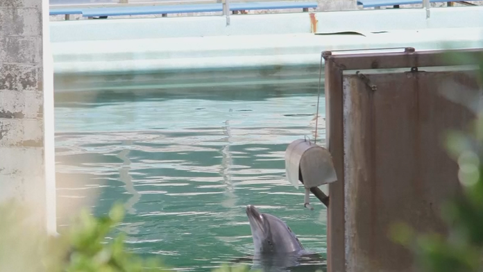 Delfín v zatvorenom vodnom parku v Japonsku