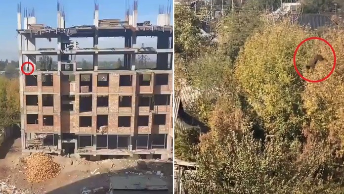 VIDEO: Nielenže prežil, dokonca odkráčal po svojich. Zázračný skok psa z budovy je hitom internetu