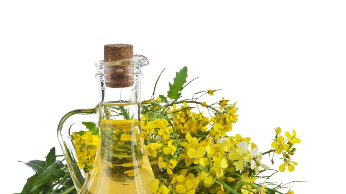 Repka olejná - ilustračná snímka.