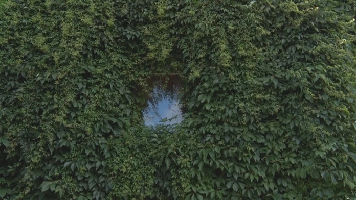 Dom obrastený popínavou rastlinou.