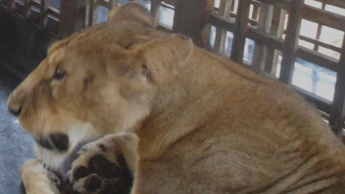 Porušil predpisy a doplatil na to. Ošetrovateľ chcel po záverečnej nakŕmiť leva, ten mu rozhrýzol krk