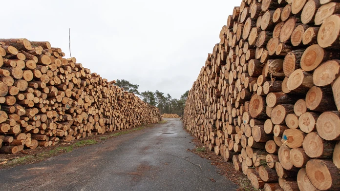 Obrovský úlovok: V dreve určenom pre Európu objavili 100 ton drog