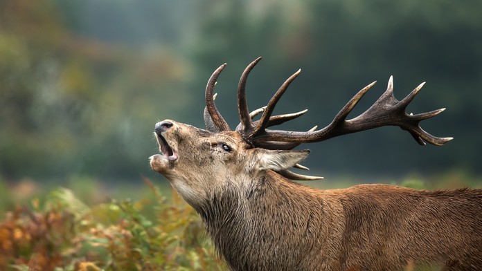 Meghan a Harry si plnia posledné kráľovské povinnosti. 