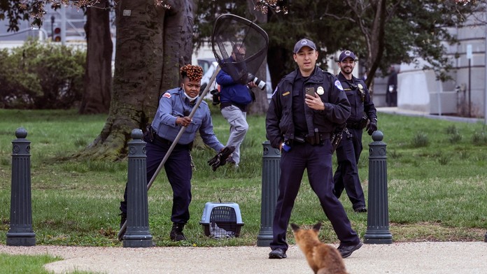 FOTOGRAFIE TÝŽDŇA: Premiér Heger na Ukrajine, odchyt líšky na Capitol Hill či trosky ukrajinského Antonova