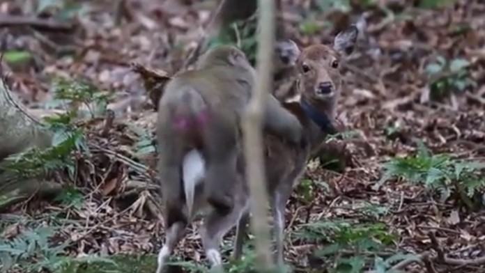 Makak sa pokúša spáriť sa s laňou.