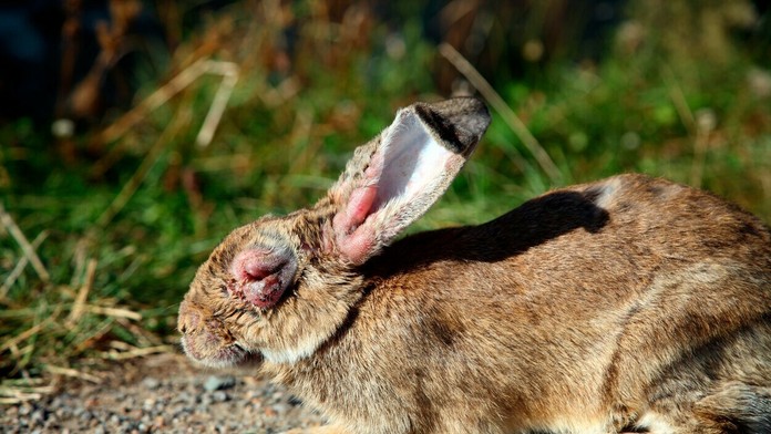 Streľba v Holandsku.