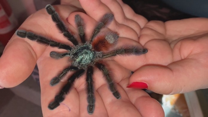 Výstava exotických pavúkov.