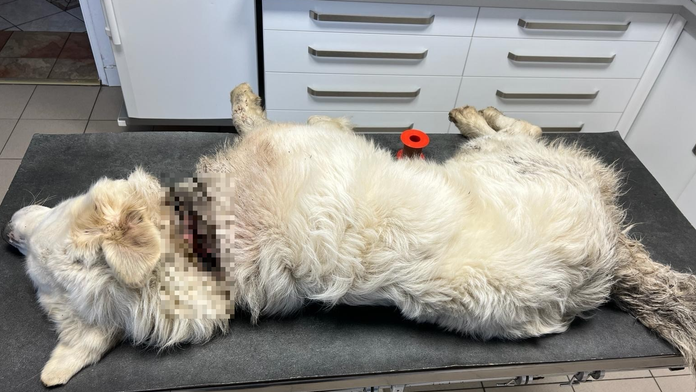 Na snímke utýraný psík.